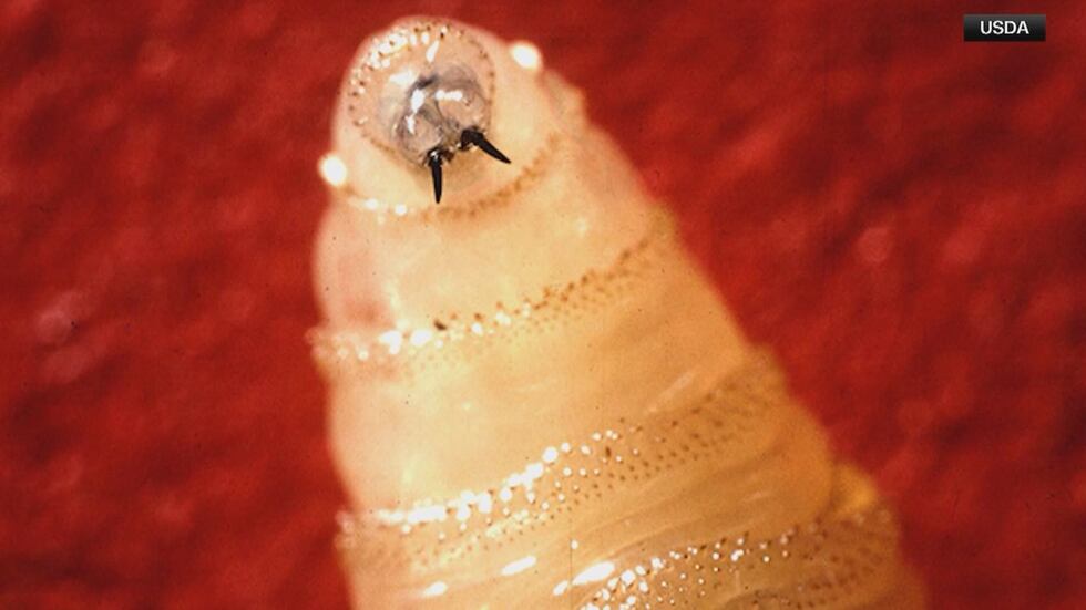 A flesh-eating parasite not seen in the U.S. in decades has been confirmed twice in Texas. But...