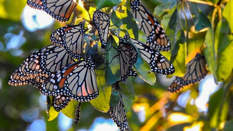 While monarchs travel across the entire state, the largest clusters are typically spotted in...