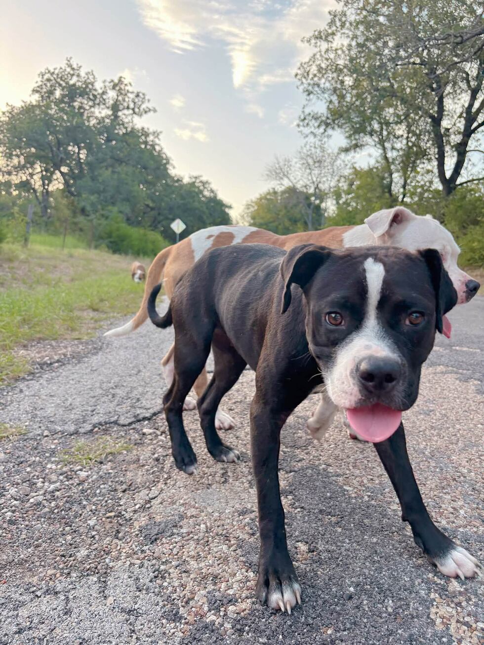 11 perros hallados abandonados bajo el calor en el centro de Texas; rescatista moviliza ayuda...