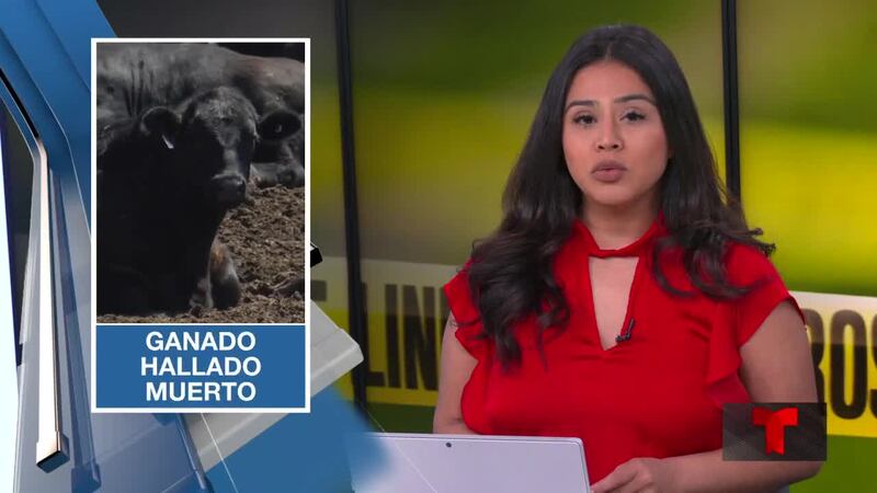 Noticias de Texas: Edición Digital