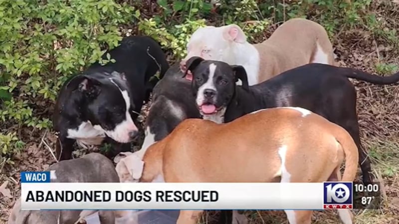 Miller and Freeman said they are working alongside Pet Circle’s S.N.I.F.F. program, which will...