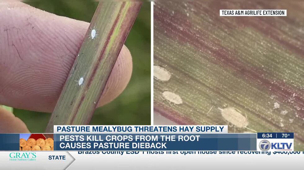 Las condiciones de sequía y temperaturas superiores a lo habitual, junto con una nueva plaga...