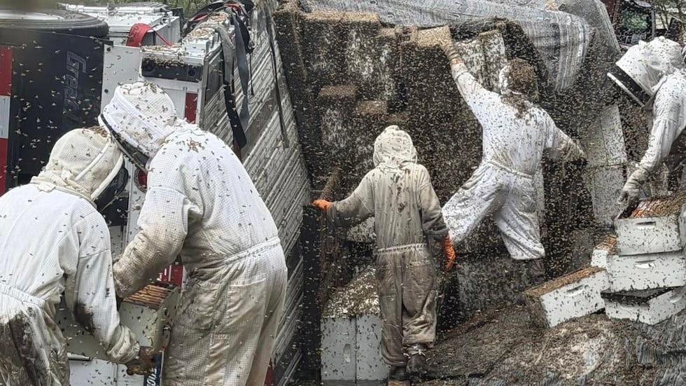 Se calcula que unos 2 millones de abejas invadieron la zona después de que un camión de 18...
